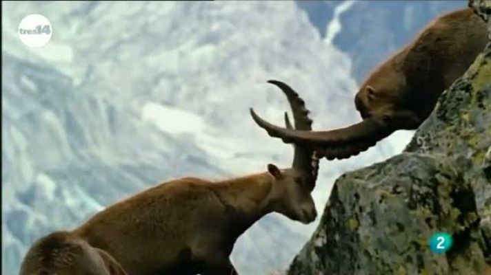 tres14 - Resucitar las especies