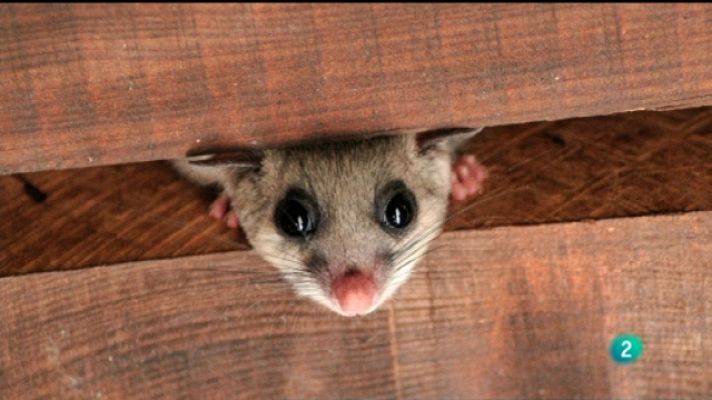 La aventura del Saber - La aventura del saber - 20/06/11