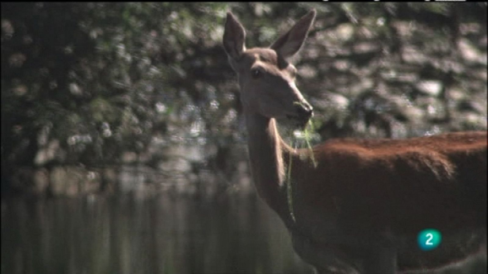 Biodiario - 20/06/11 - Ver ahora