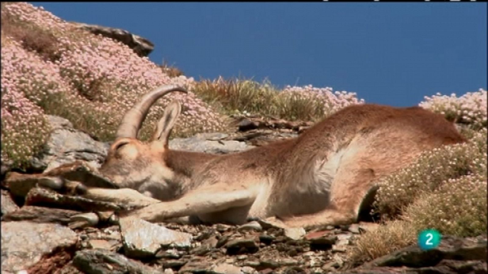 Biodiario - 23/06/11 - Ver ahora