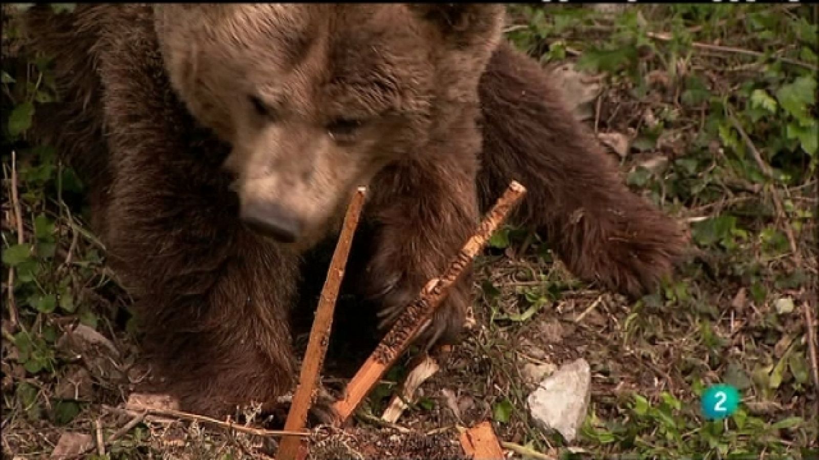 Biodiario - 24/06/11 - Ver ahora