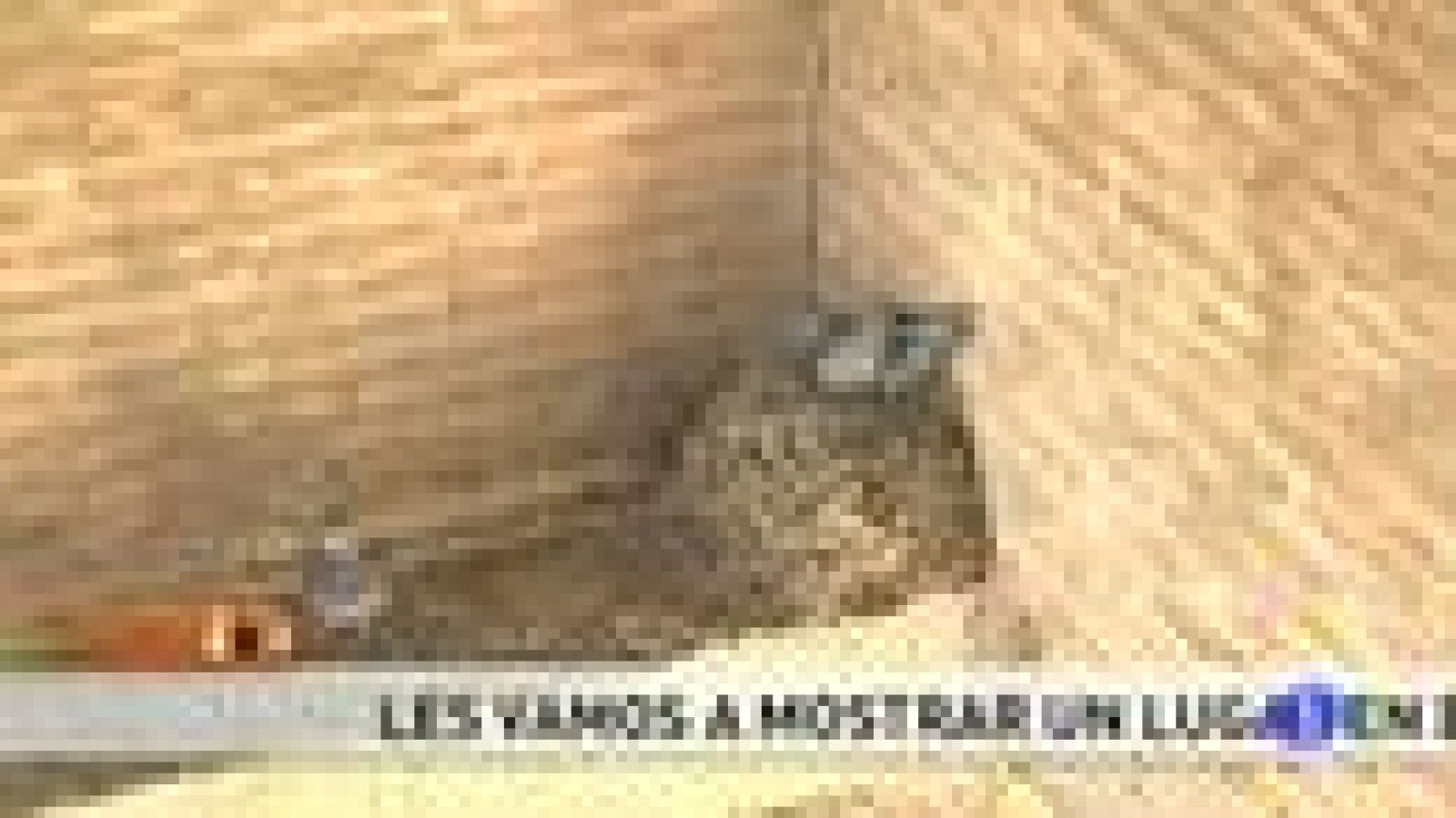 España Directo - Plaga de palomas