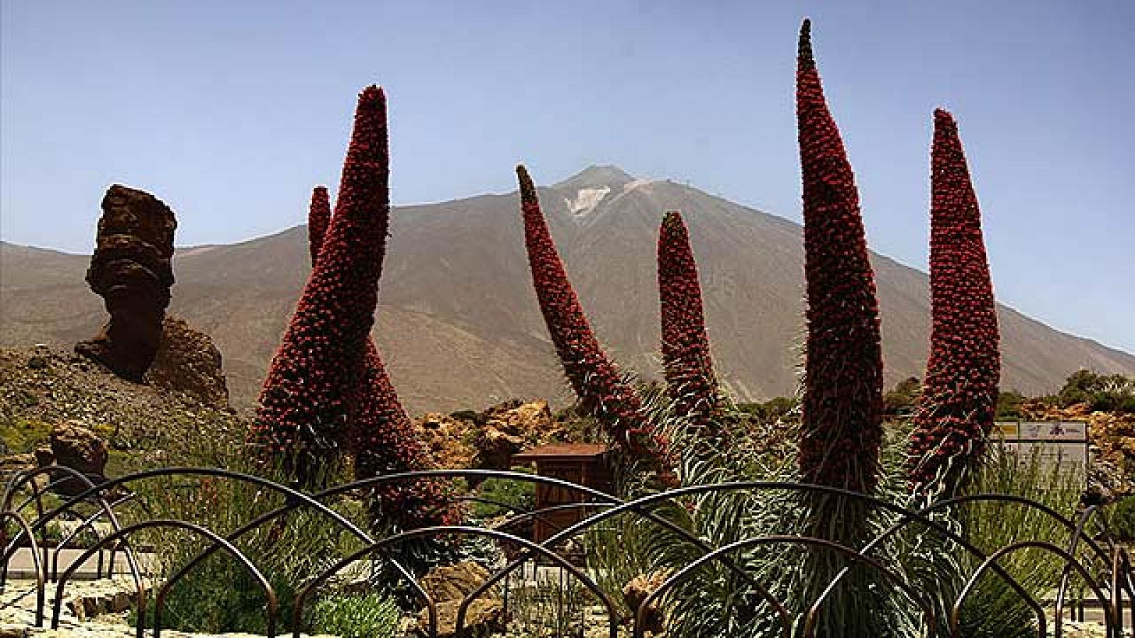 On Off: Los tajinastes vuelven a florecer en el Teide