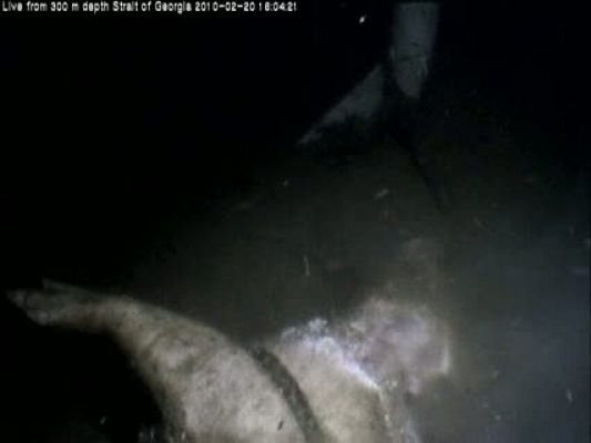 Tiburones rodean a uno de los cerdos lanzados para estudiar el océno