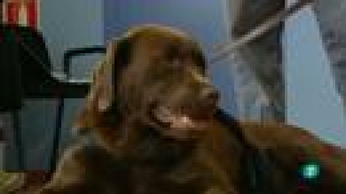 Para todos La 2 - Terapia con perros para autistas