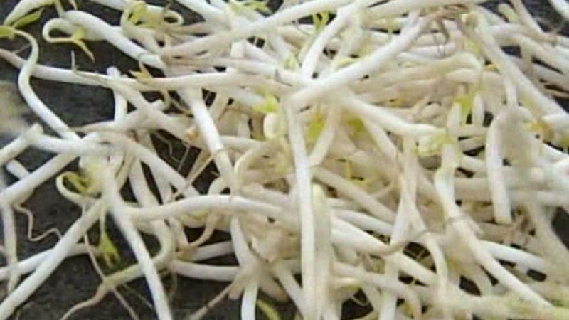 Nuevo brote de E.coli en Alemania