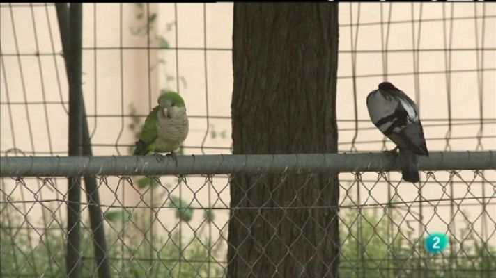 Biodiario - Biodiario - 29/06/11