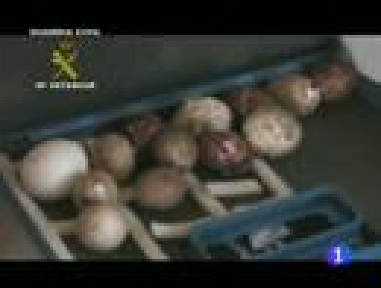 La Guardia Civil desarticula una red que se dedicaba al expolio de aves rapaces protegidas