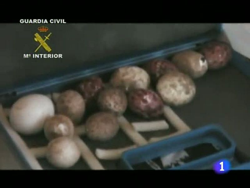 La Guardia Civil desarticula una red que se dedicaba al expolio de aves rapaces protegidas