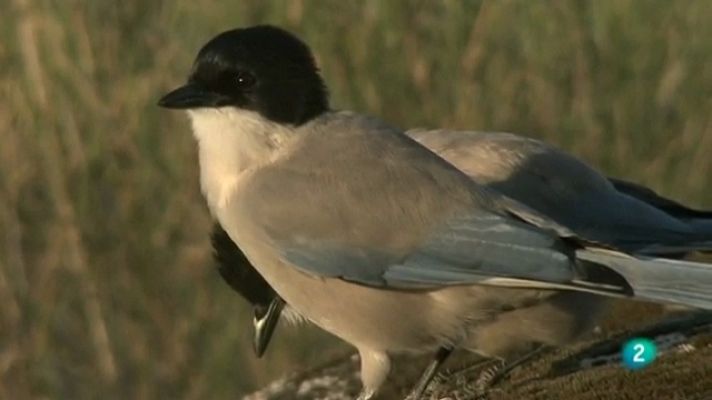 Biodiario - Biodiario - 02/07/11