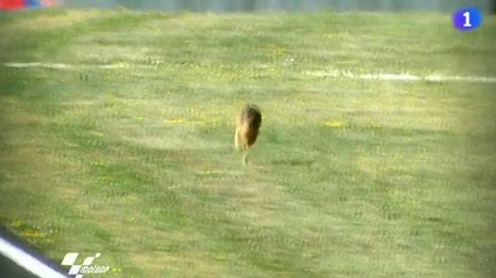  - La liebre de la Toscana