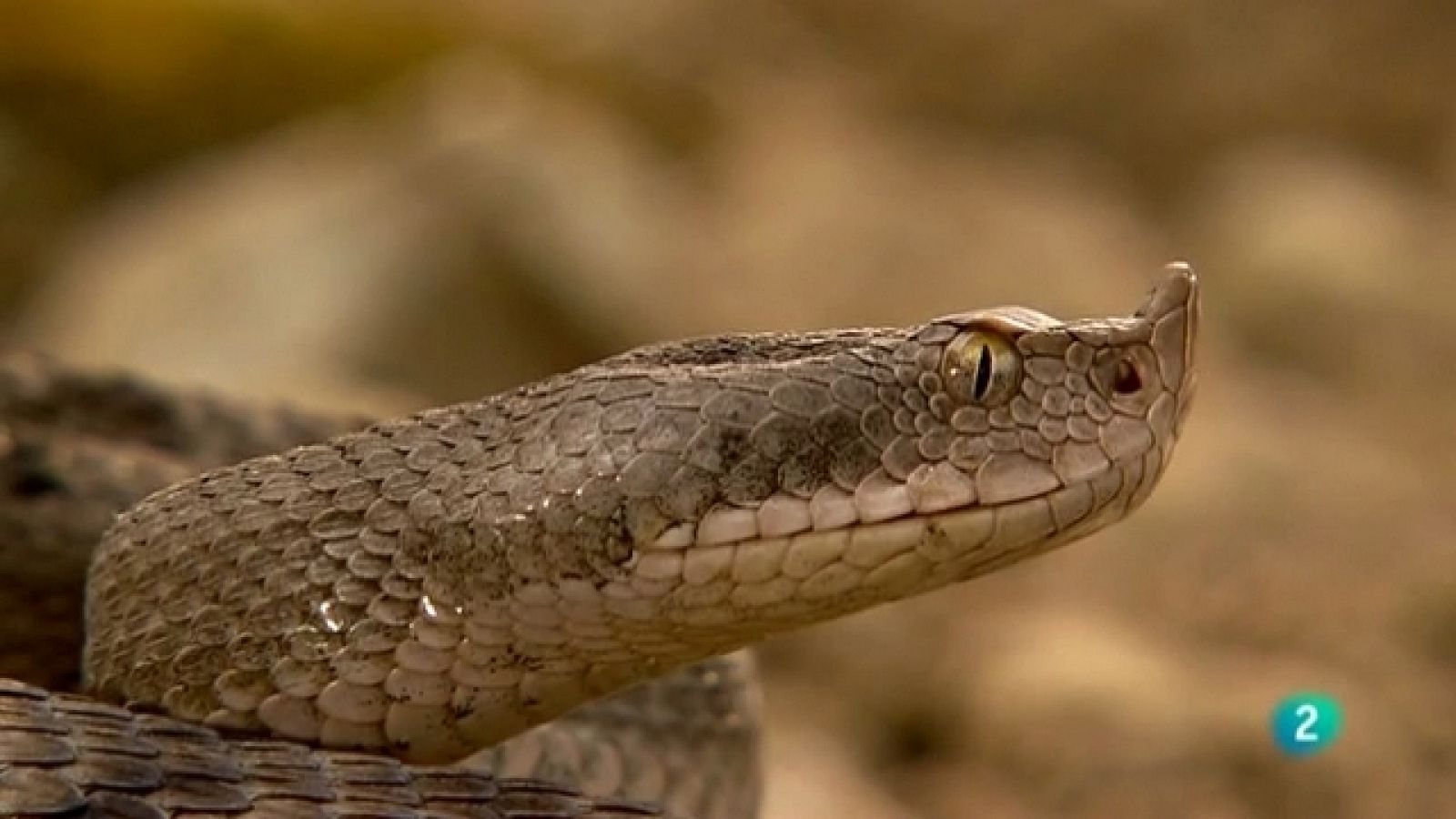 Biodiario - 04/07/11 - Ver ahora