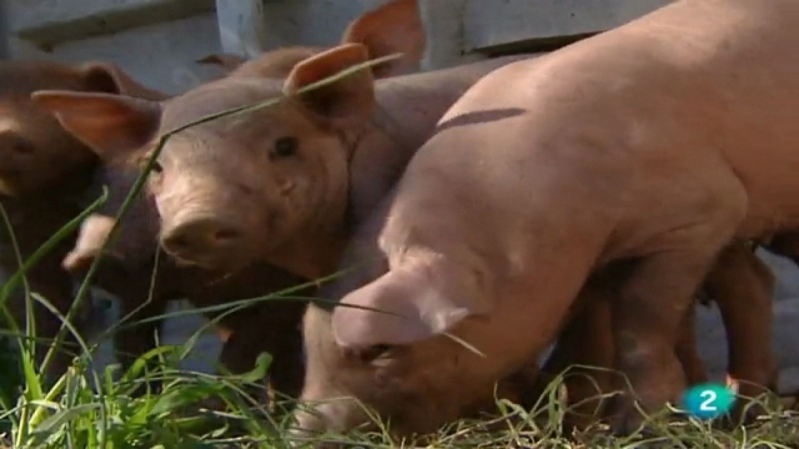 A pedir de boca - El cerdo ibérico - Ver ahora