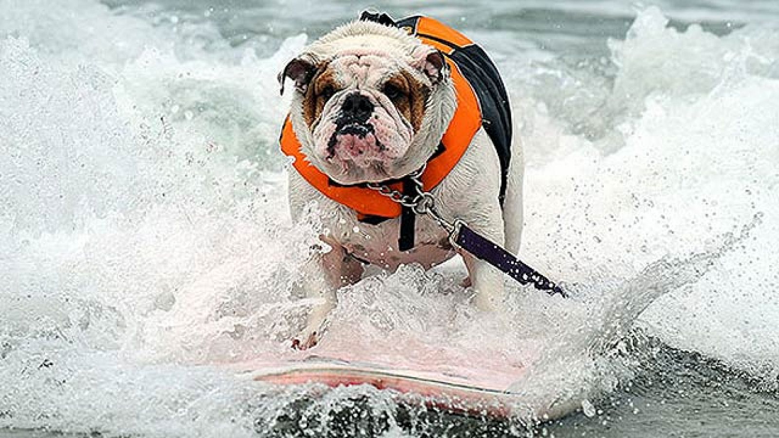 On Off: Perros surfistas