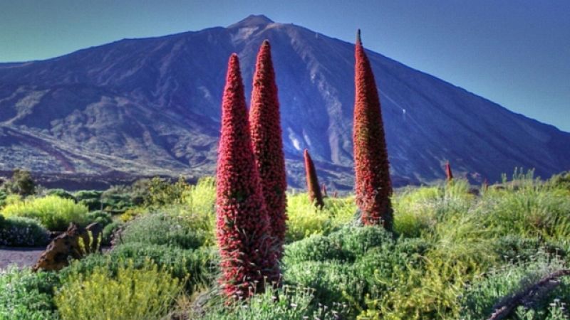 El tajinaste una especie que florece cada dos años, en la isla, en Tenerifee cada verano.