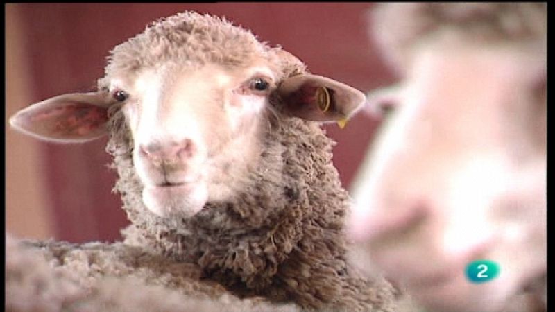  A pedir de boca - Cordero y ternera de Extremadura - Ver ahora