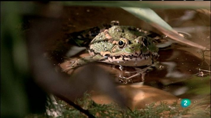 Biodiario - Biodiario - 06/07/11