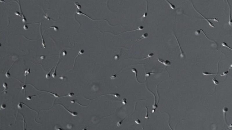 Estudios en torno a la calidad del semen