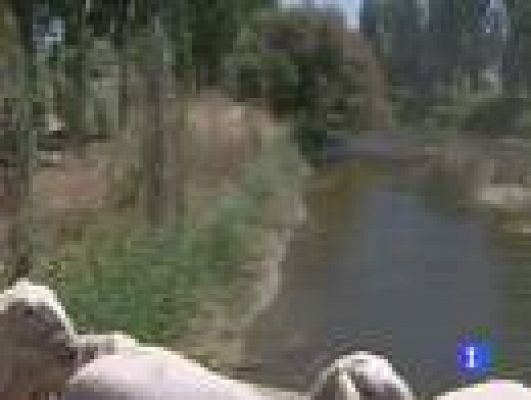 Telediario 1 - Las Tablas de Daimiel, llenas