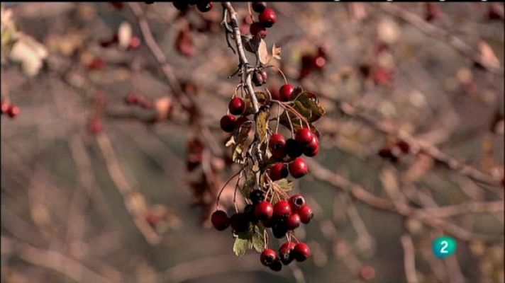 Biodiario - Biodiario - 10/07/11