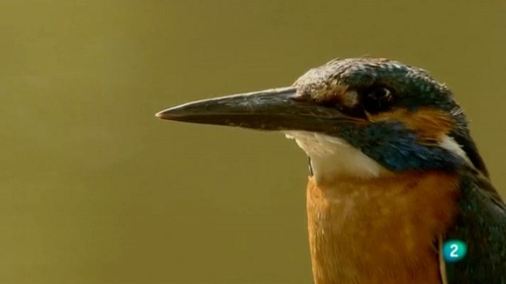 Biodiario - Biodiario - 15/07/11