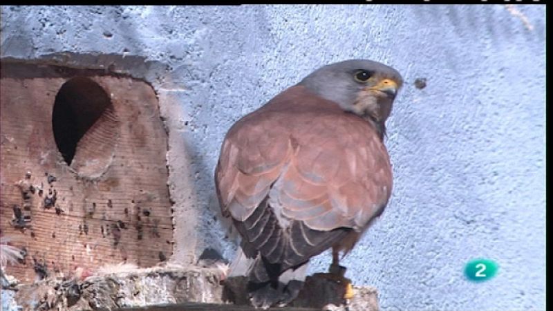 España en comunidad - Centro de recuperación de animales en Madrid - Ver ahora