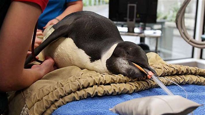 Cirugía a un pingüino