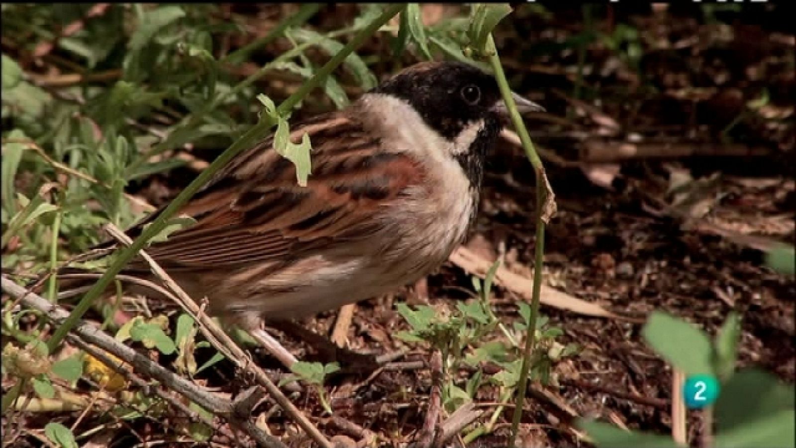 Biodiario - 19/07/11 - Ver ahora