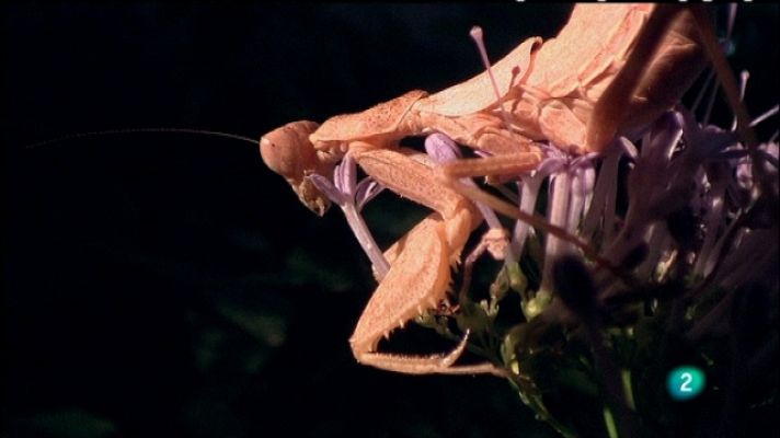 Biodiario - Biodiario - 20/07/11