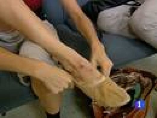 Telediario 1 - Selección de nuevos talentos