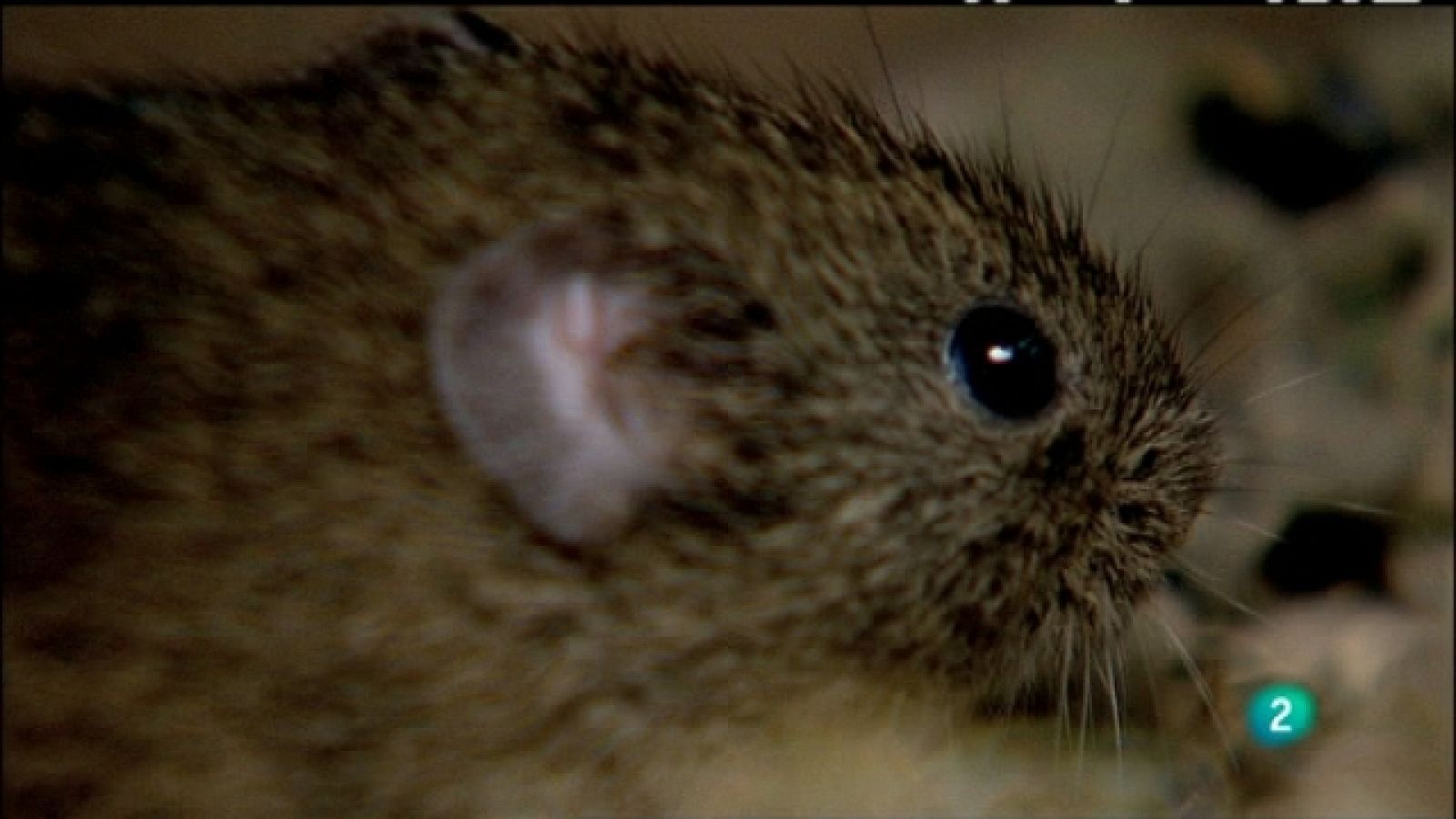 Biodiario - 21/07/11 - Biodiario | Ver