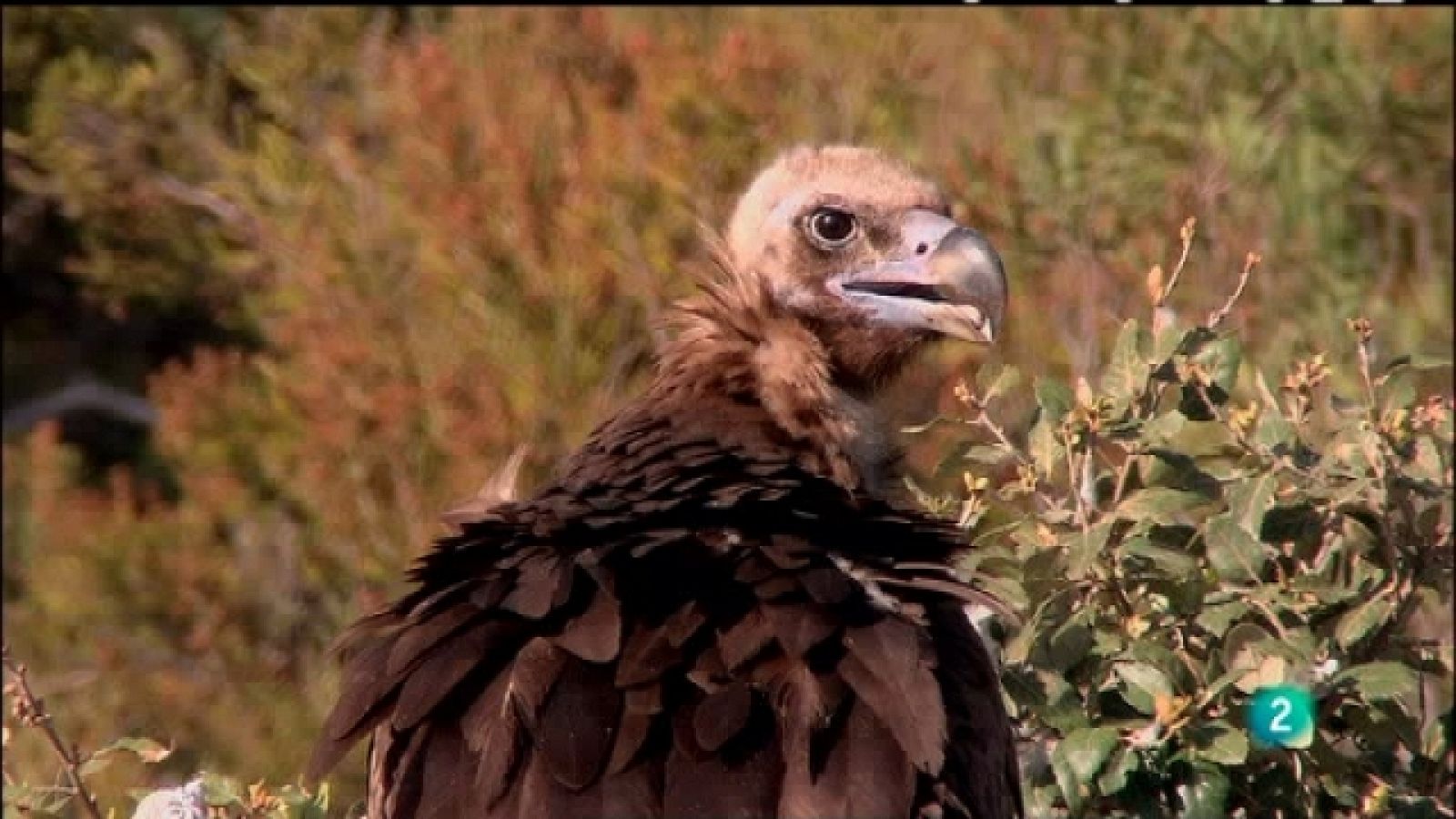 Biodiario - 24/07/11 - Ver ahora