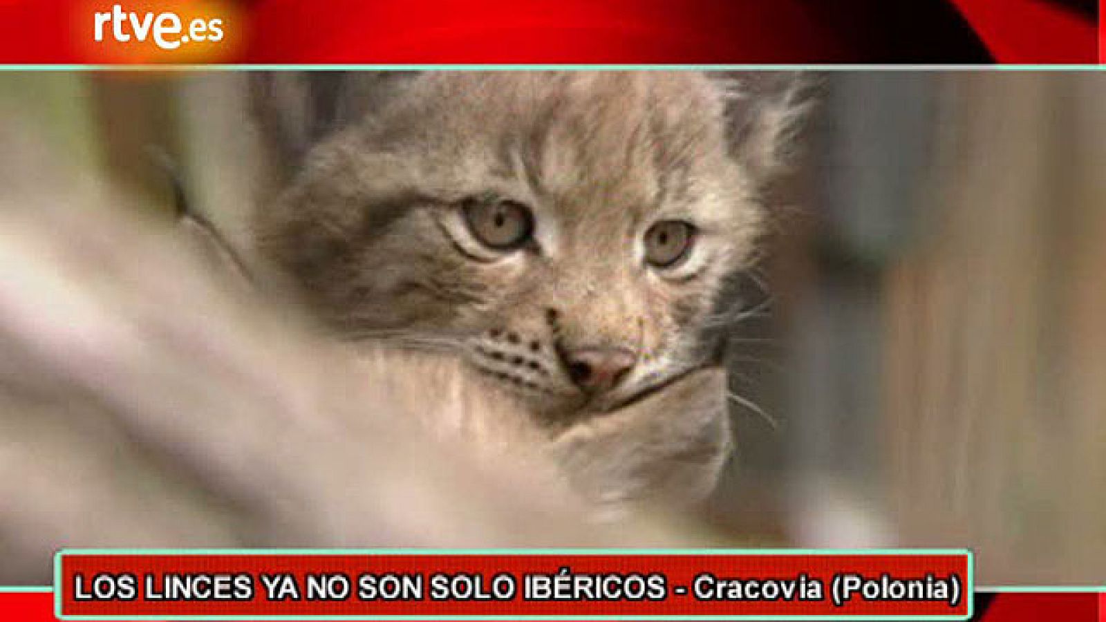 On Off: Linces en Polonia