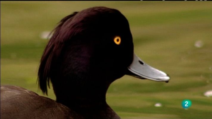 Biodiario - Biodiario - 26/07/11