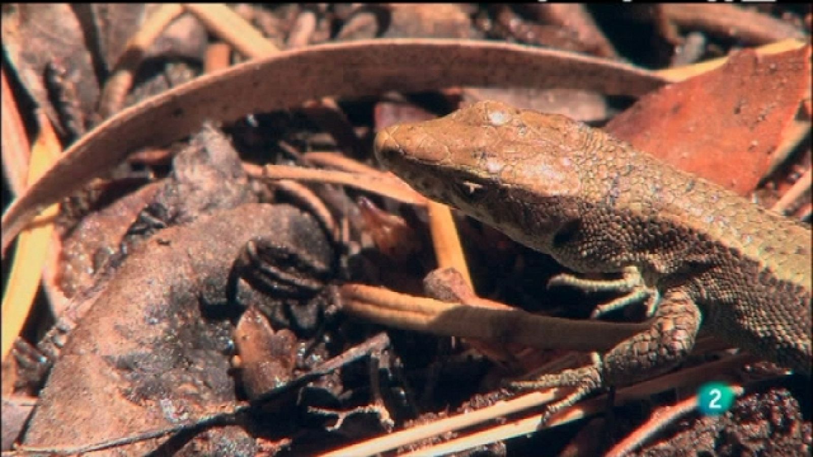 Biodiario - 27/07/11 - Ver ahora