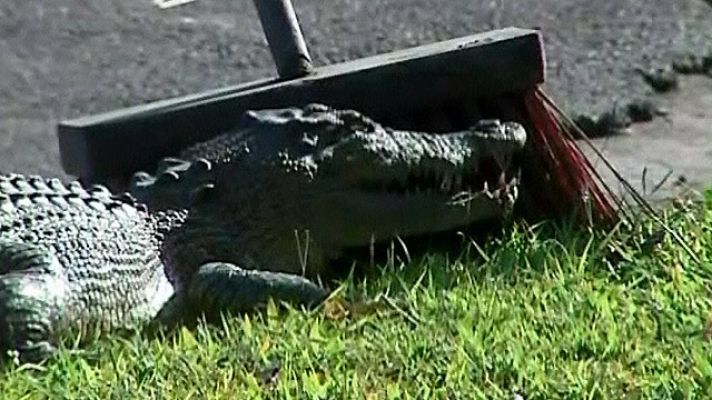 Informativo 24h - Capturan a un cocodrilo que salió de una alcantarilla en Cairns, Australia