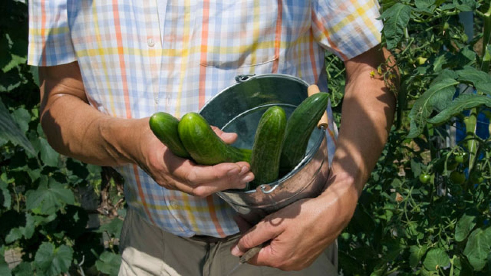 España recibirá 71 millones de euros de la UE por la crisis del pepino