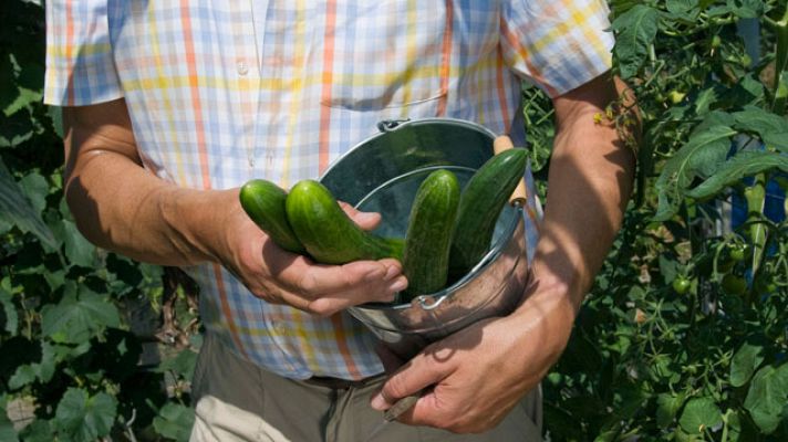 Telediario 1 - Indemnización por los pepinos