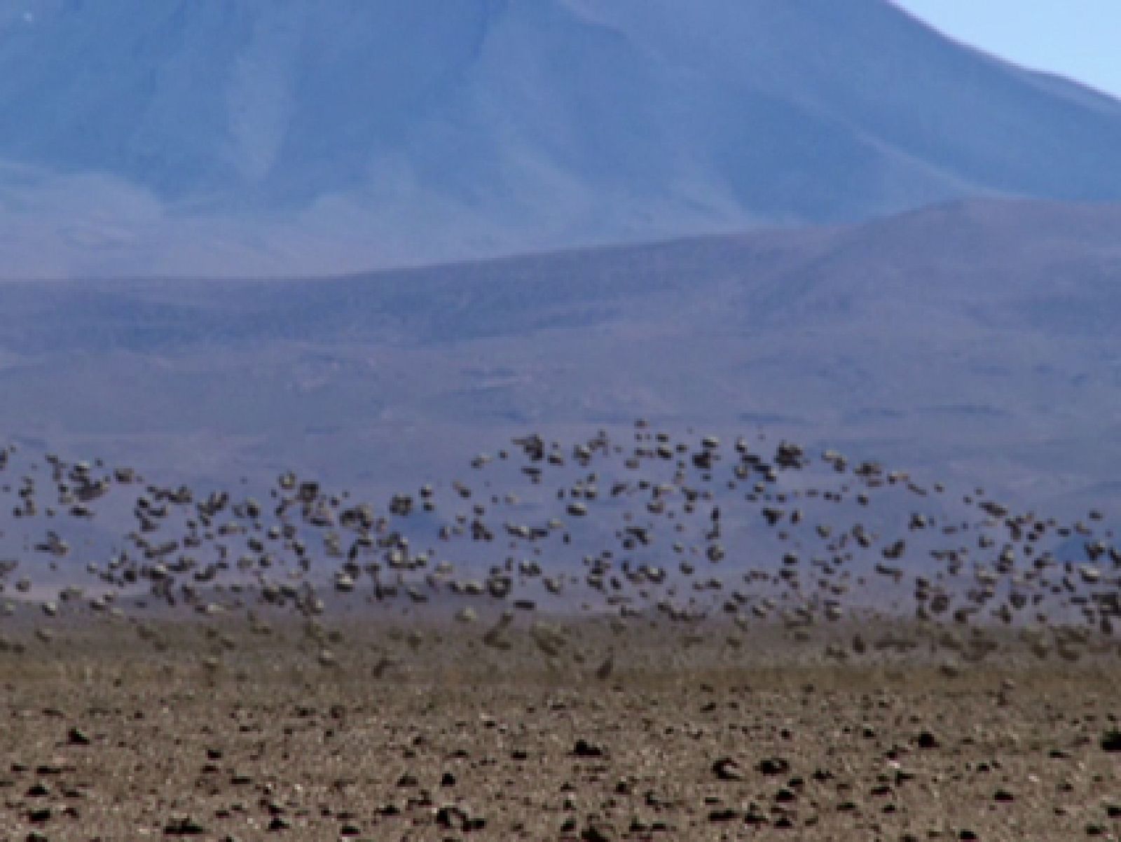 Mihai Grecu - Sol Centípedo