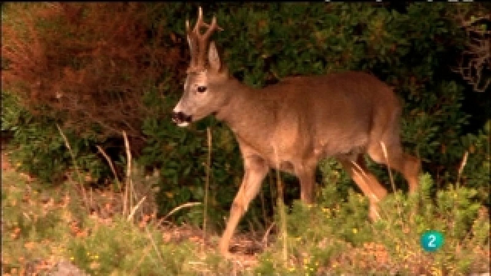 Biodiario - 02/08/11 - Ver ahora