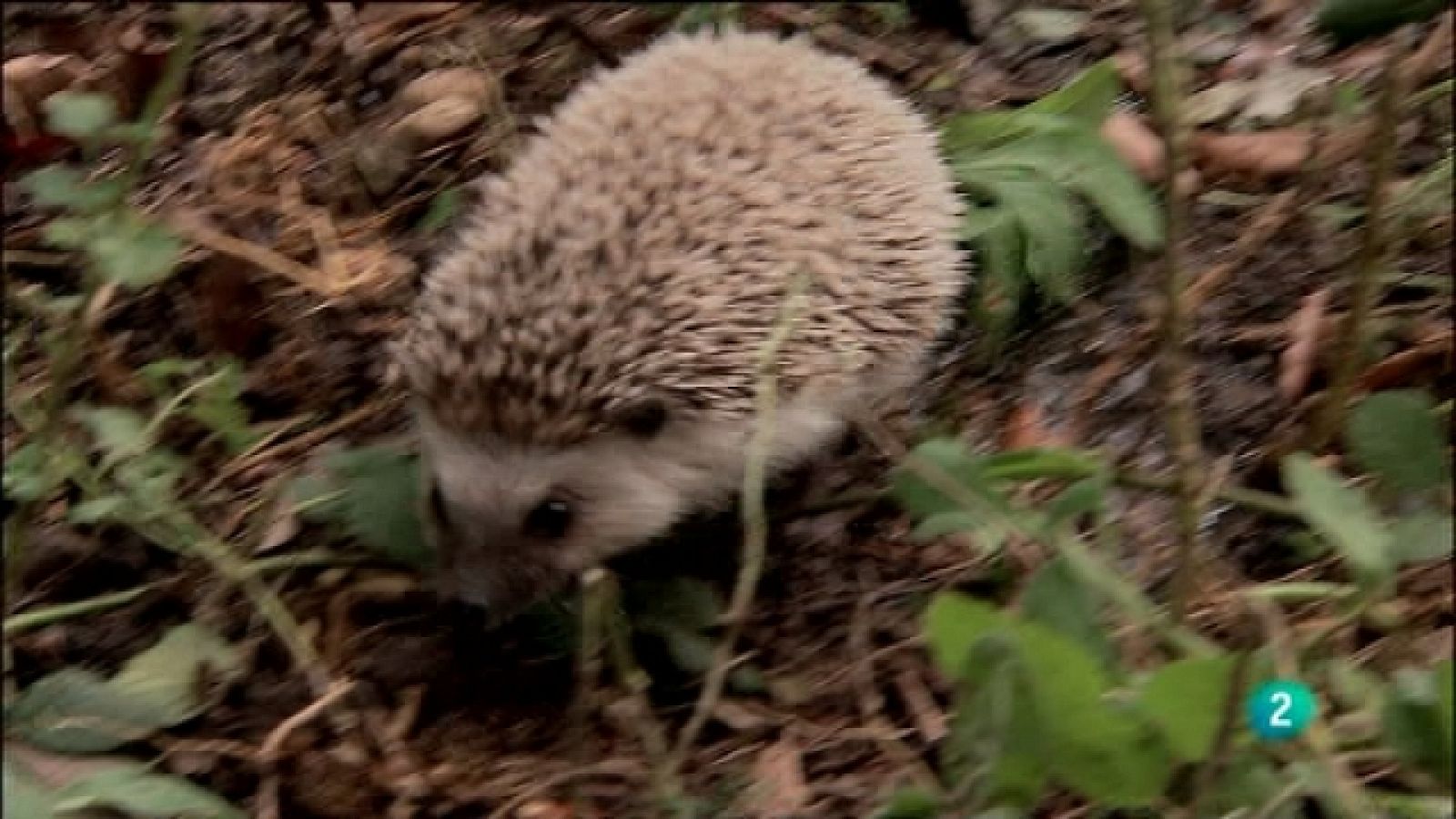 Biodiario - 03/08/11 - Ver ahora