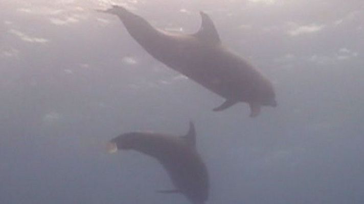 Telediario 1 - Simulacros para rescatar delfines