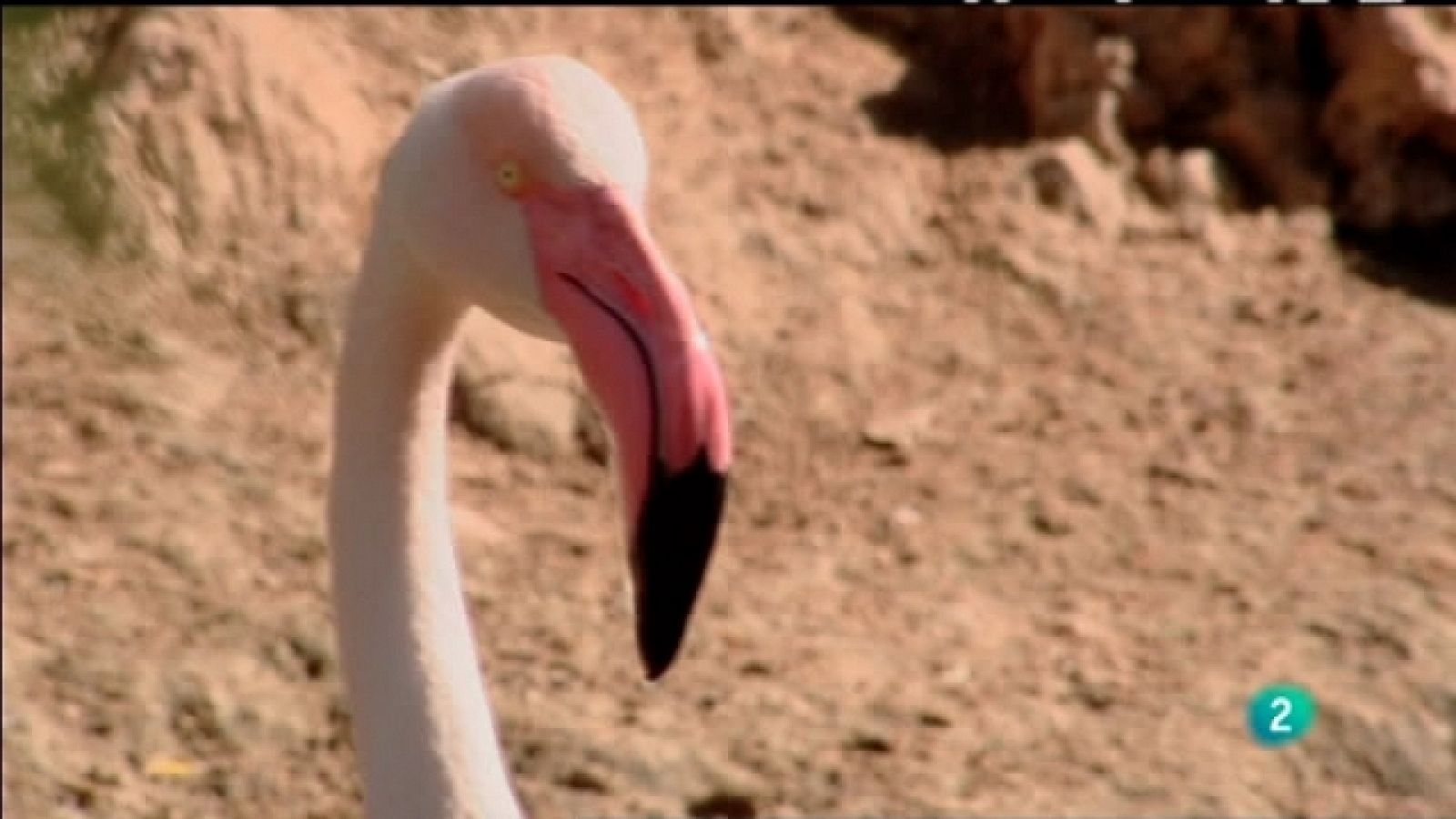 Biodiario - 08/08/11 - Ver ahora