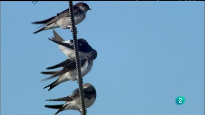 Biodiario - Biodiario - 10/08/11