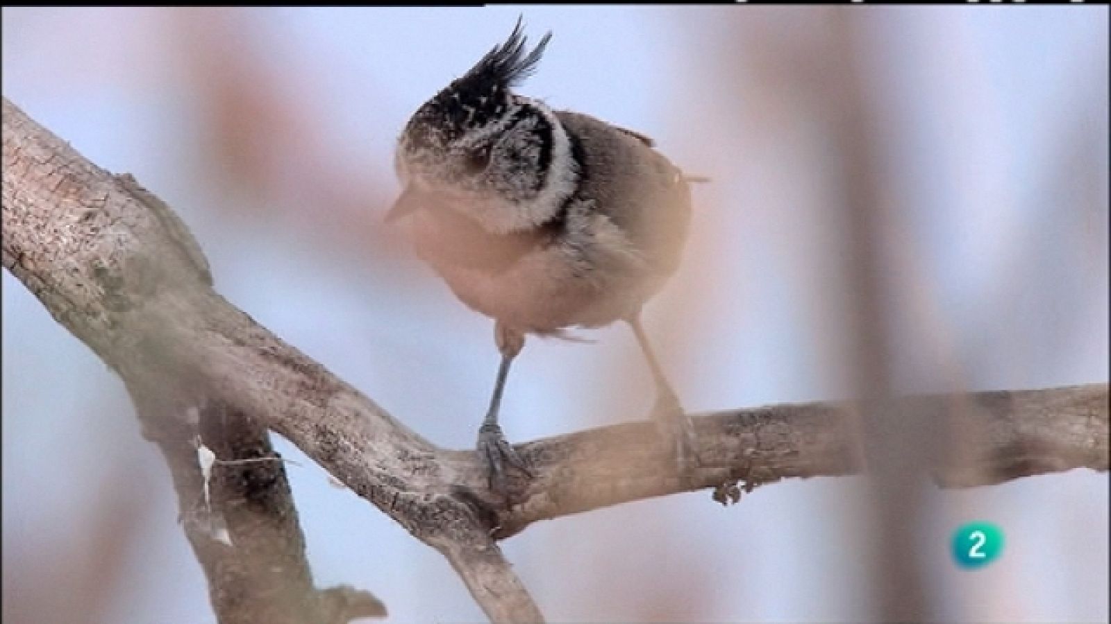 Biodiario - 11/08/11