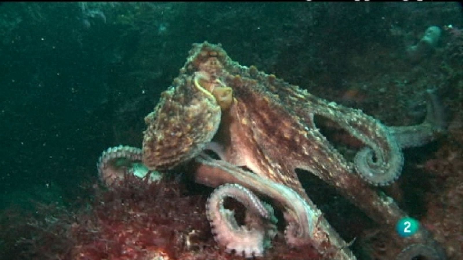 Bajo nuestros mares - El safari del pulpo - Ver ahora