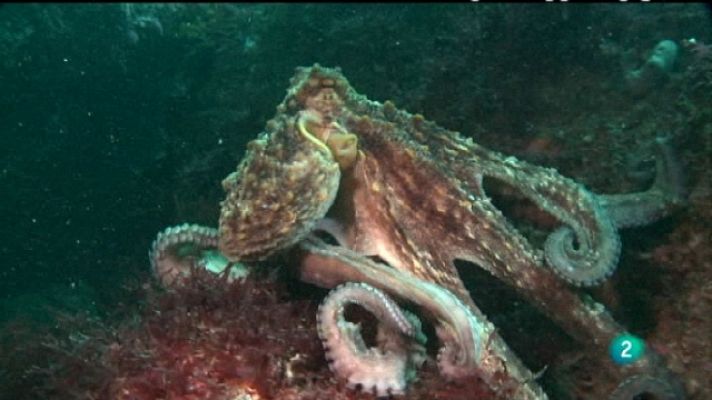 Bajo nuestros mares - El safari del pulpo