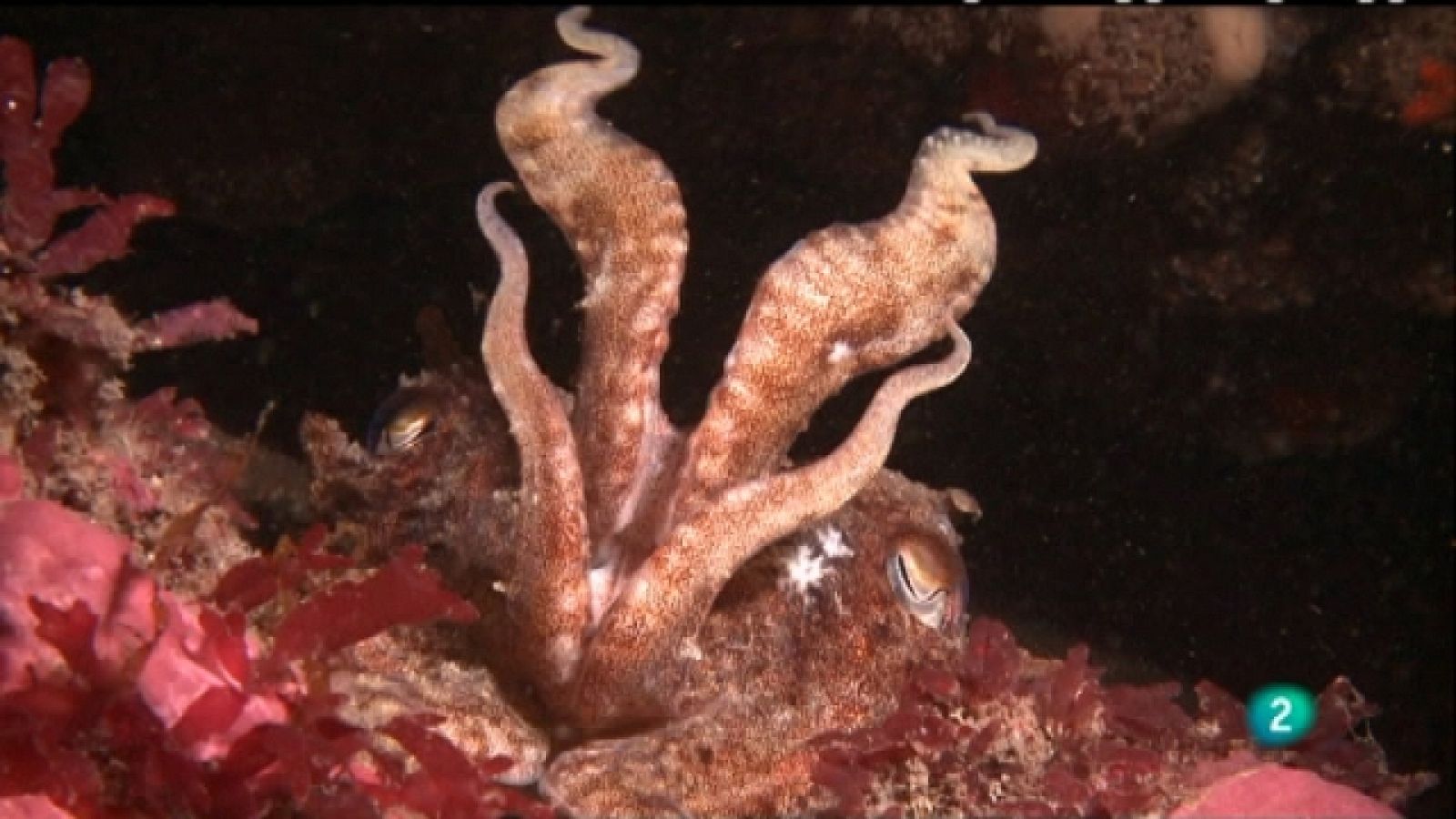 Bajo nuestros mares - Maestros del camuflaje - Ver ahora