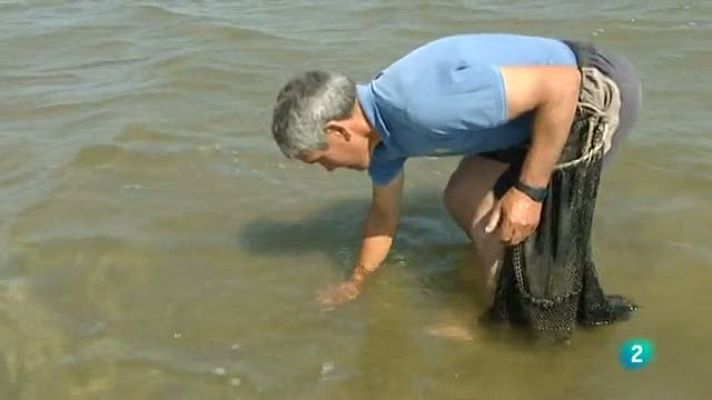 Racons - Delta de l'Ebre