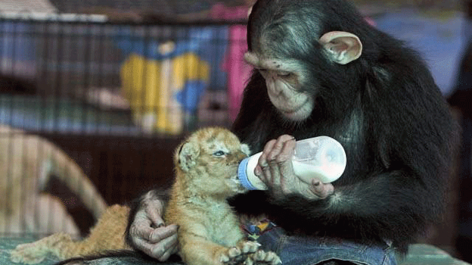 On Off: Instinto maternal animal - On Off | Ver